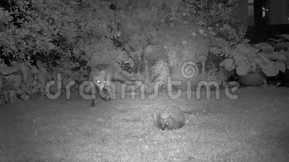 晚上在城市花园里放狐狸和刺猬视频的预览图