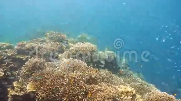 珊瑚礁和热带鱼菲律宾视频的预览图