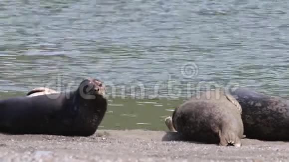 每年春天一个大沙吐在詹纳就在俄罗斯河口视频的预览图
