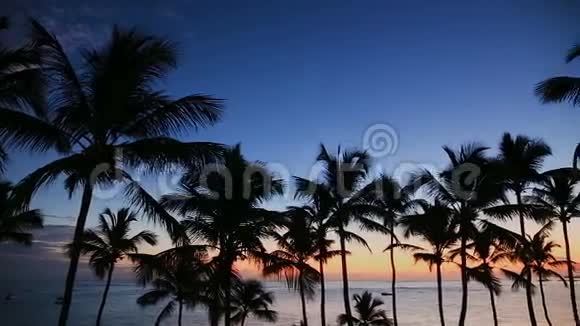 热带日出天空棕榈树剪影视频的预览图