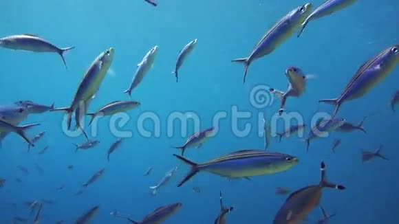 一大群鱼在红海里游泳视频的预览图
