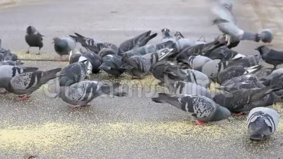 城市公园里吃小米的鸽子群视频的预览图