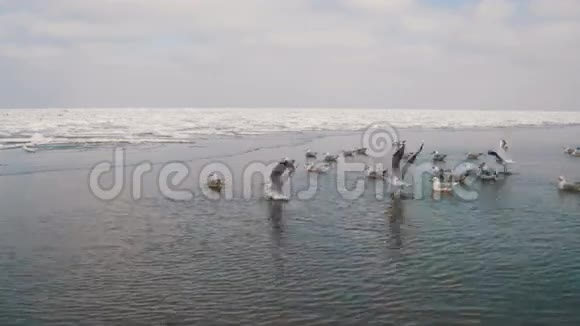 一群饥饿的海鸥在水面上飞翔在冰封的海面上吃一口食物视频的预览图