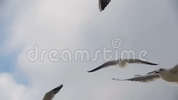 海鸥在空中飞翔在蓝天背景下捕捉食物慢动作视频的预览图