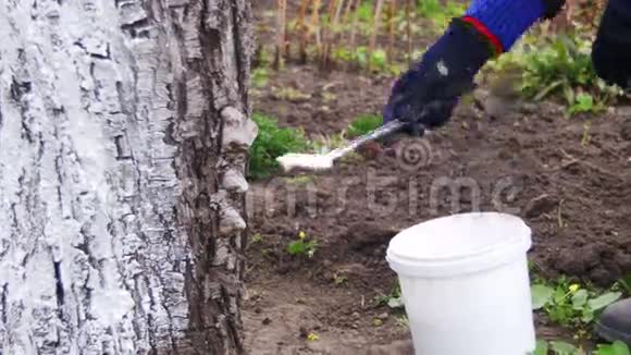 园艺师在花园里用粉笔粉刷树木树干在春天爱护树木视频的预览图