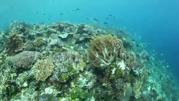 美丽的珊瑚礁和小鱼视频的预览图