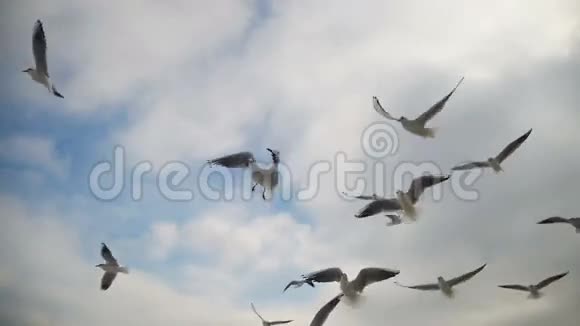 海鸥在空中飞翔在蓝天背景下捕捉食物慢动作视频的预览图