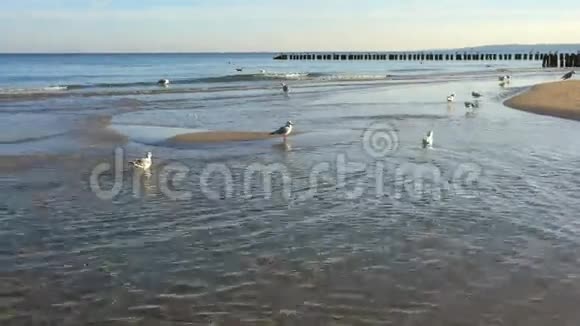 早上的波罗的海冲浪视频的预览图