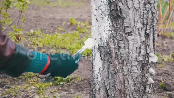 园艺师在花园里用粉笔粉刷树木树干在春天爱护树木慢动作视频的预览图