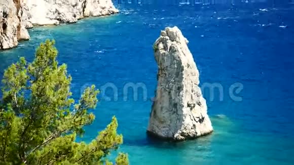 蓝海背景的土耳其松树视频的预览图