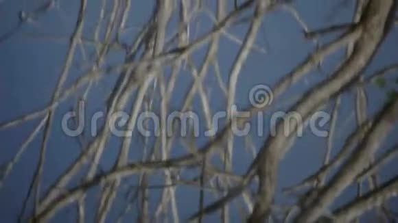 树影飞鸟视频的预览图
