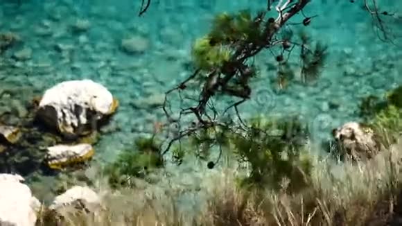 蓝海背景的土耳其松树视频的预览图