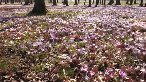 春林中番红花的草甸视频的预览图