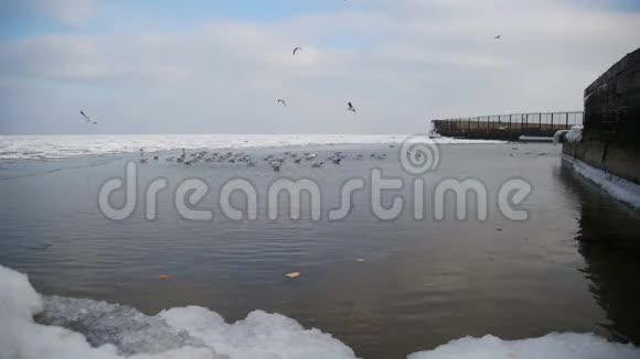 一群海鸥在冬天结冰的海面上慢动作视频的预览图