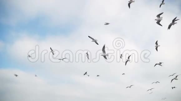 海鸥在空中飞翔在蓝天背景下捕捉食物慢动作视频的预览图