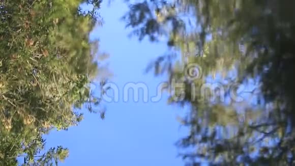 树叶在水中的反射视频的预览图