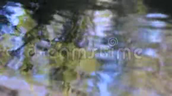 树叶在水中的反射视频的预览图