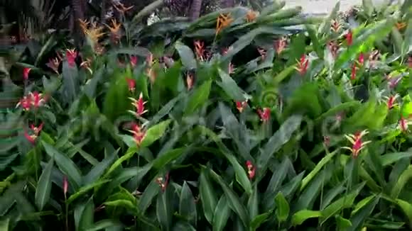 新加坡的植物园视频的预览图