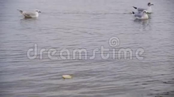 海鸥潜水在冬季海洋中觅食慢动作视频的预览图