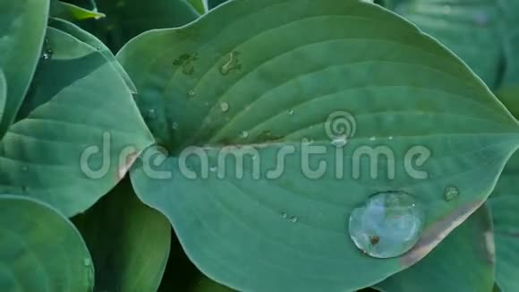 带水滴的绿叶背景视频的预览图
