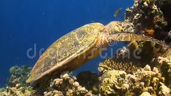 龟在珊瑚礁上视频的预览图
