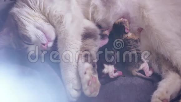 猫和小猫猫喂养新生的小猫猫给小猫分娩小猫在玩睡觉吸吮吸吮视频的预览图