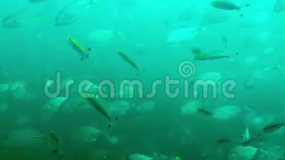 珊瑚礁上的一大群热带鱼类视频的预览图