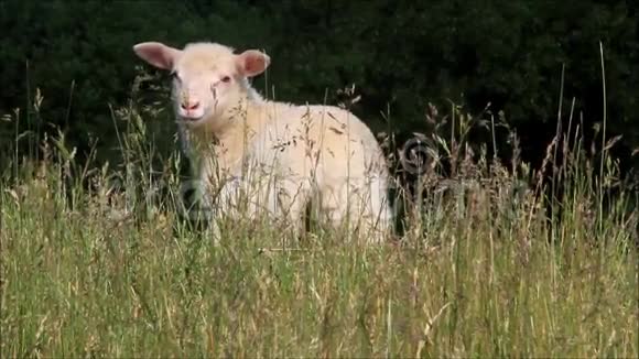 草丛中的天然甜白羔羊视频的预览图