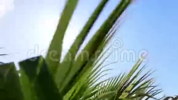 棕树蓝天视频的预览图