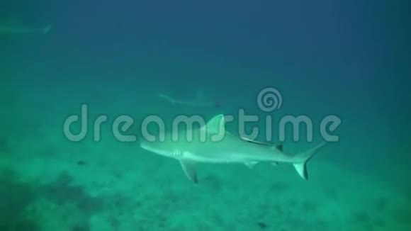 鲨鱼在礁石边缘游泳以寻找食物视频的预览图