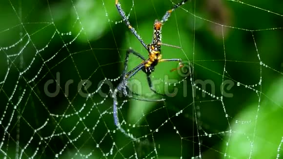 热带雨林网上蜘蛛视频的预览图