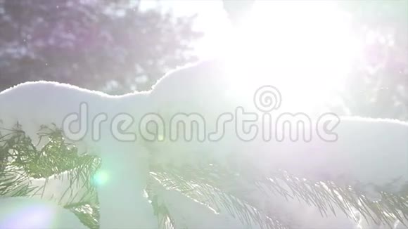 冬日的阳光冲破白雪覆盖的杉树枝视频的预览图