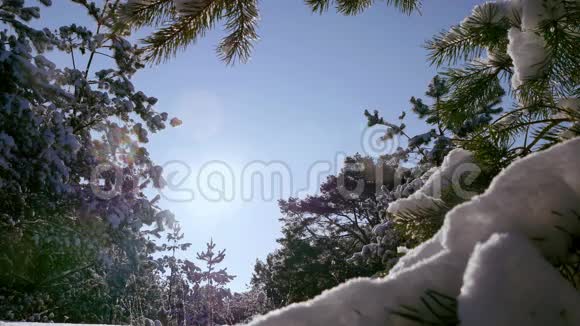 冬日的阳光冲破白雪覆盖的杉树枝视频的预览图