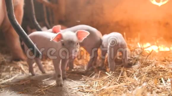畜牧场的猪养猪业视频的预览图