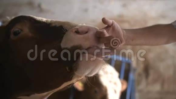 现代农场谷仓里挤牛奶吃干草视频的预览图