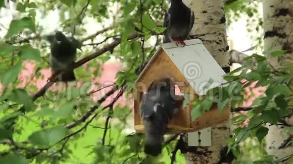 鸟食者周围的鸽子视频的预览图