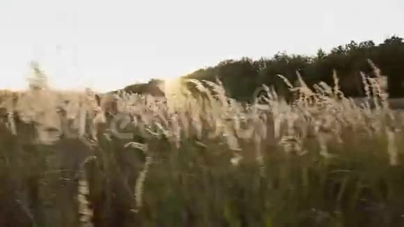 日落天空背景上的草视频的预览图