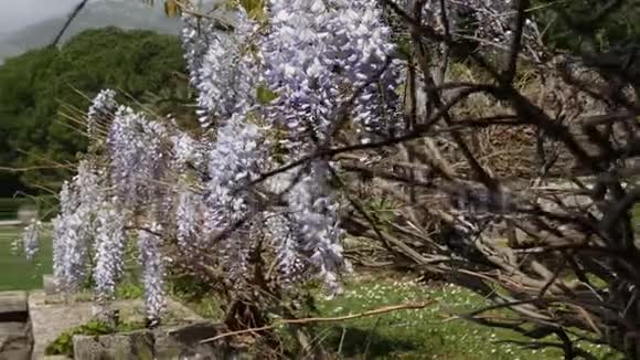 黑山亚得里亚海和巴尔岛开花的紫藤视频的预览图