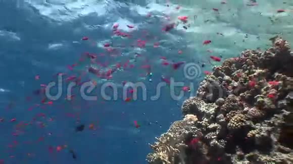 红海背景水下景观鱼学视频的预览图