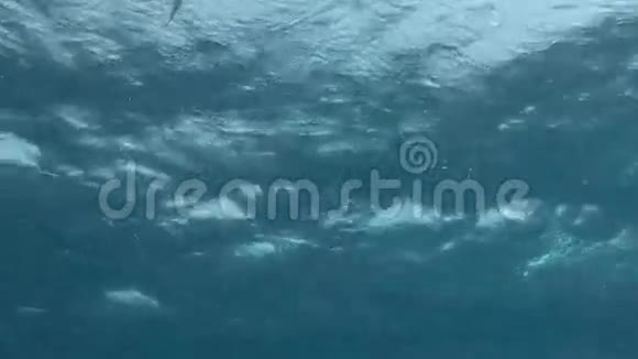 红海清澈的水下景观视频的预览图