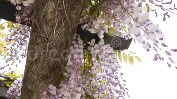 黑山亚得里亚海和巴尔岛开花的紫藤视频的预览图