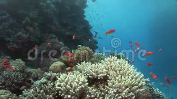 红海清澈的海水中鱼的背景视频的预览图