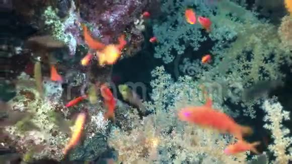 红海水下的鱼学视频的预览图