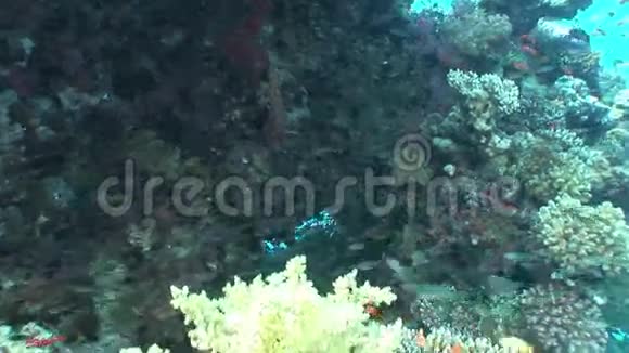 红海海底珊瑚中的鱼群视频的预览图