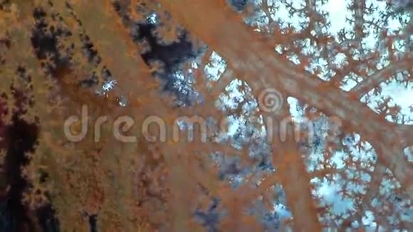 红海的鱼水下景观学校视频的预览图
