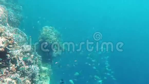 珊瑚礁和热带鱼视频的预览图