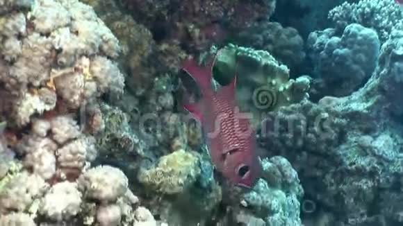 红海珊瑚水下景观中的鱼群视频的预览图