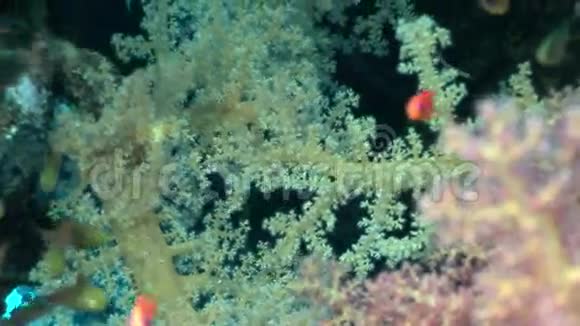 红海清澈的海水中鱼的背景视频的预览图