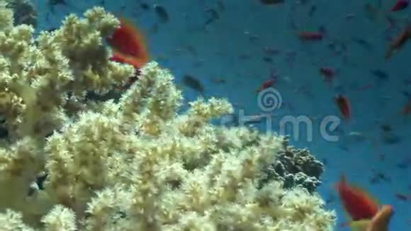 红海背景水下景观鱼学视频的预览图