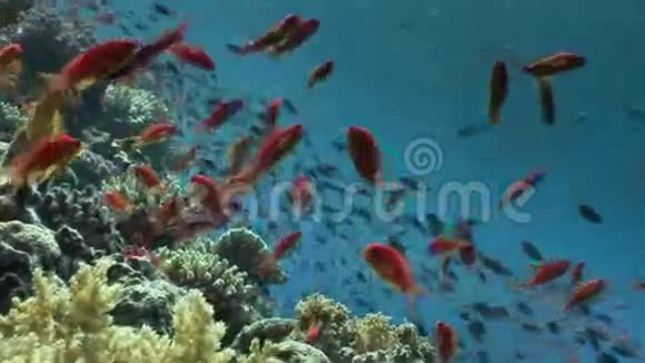 红海海底背景珊瑚鱼群视频的预览图